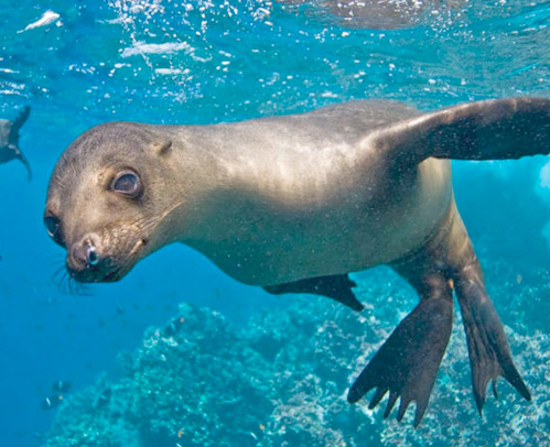 Galapagos Islands – Ecuador Wildlife Tours